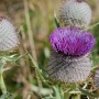 Distel1