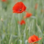 Mohn