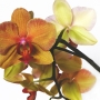 Orchidee10