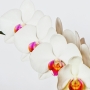 Orchidee13