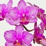 Orchidee14