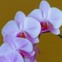 Orchidee16