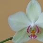 Orchidee18