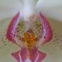 Orchidee19