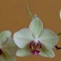 Orchidee20