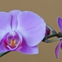 Orchidee21