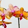 Orchidee3