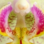 Orchidee5