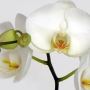 Orchidee6