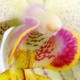 Orchidee7