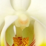 Orchidee8