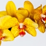 Orchidee9