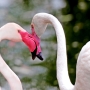 Flamingoherz