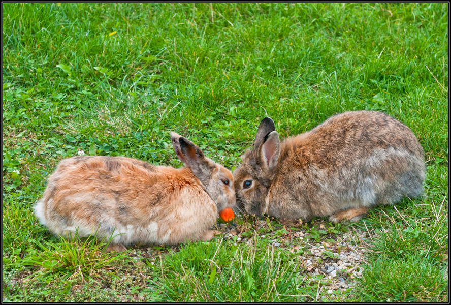 rabbit